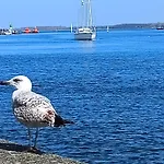 De Böhn *